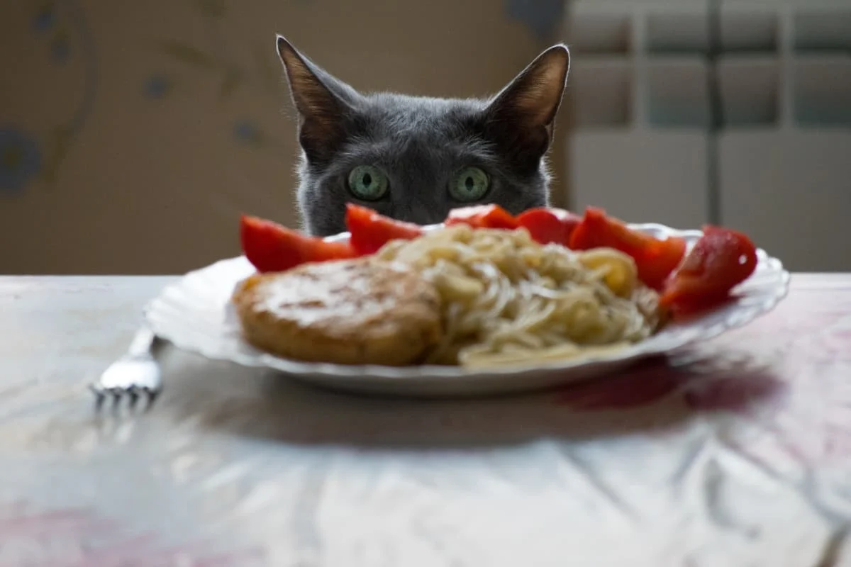 Human food outlet cats can have